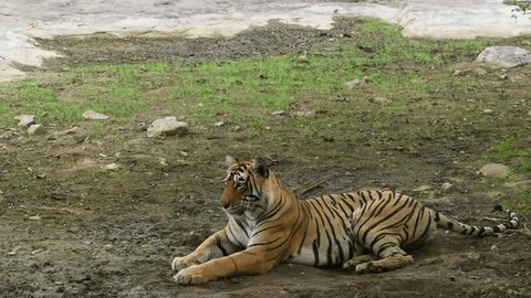 arun saklani recommends safari tiger full videos pic