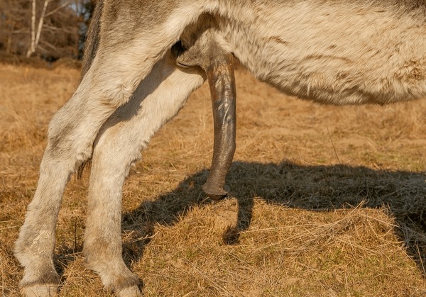 aaron teves recommends black donkey cock pic