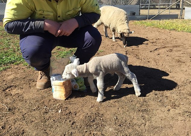 cathy samuel recommends Man Screwing Sheep