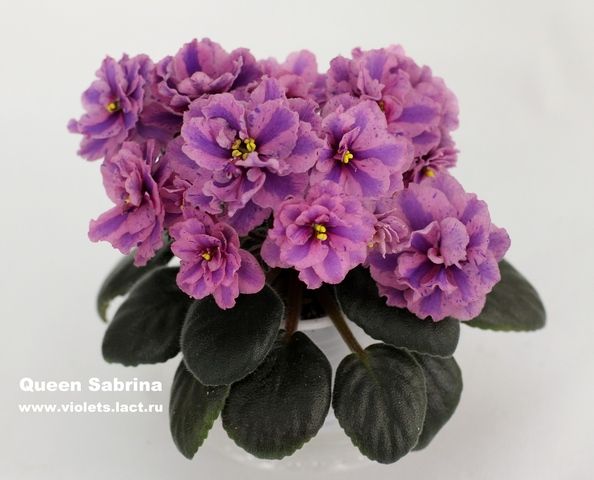 bobby crandall recommends sabrina violet pic