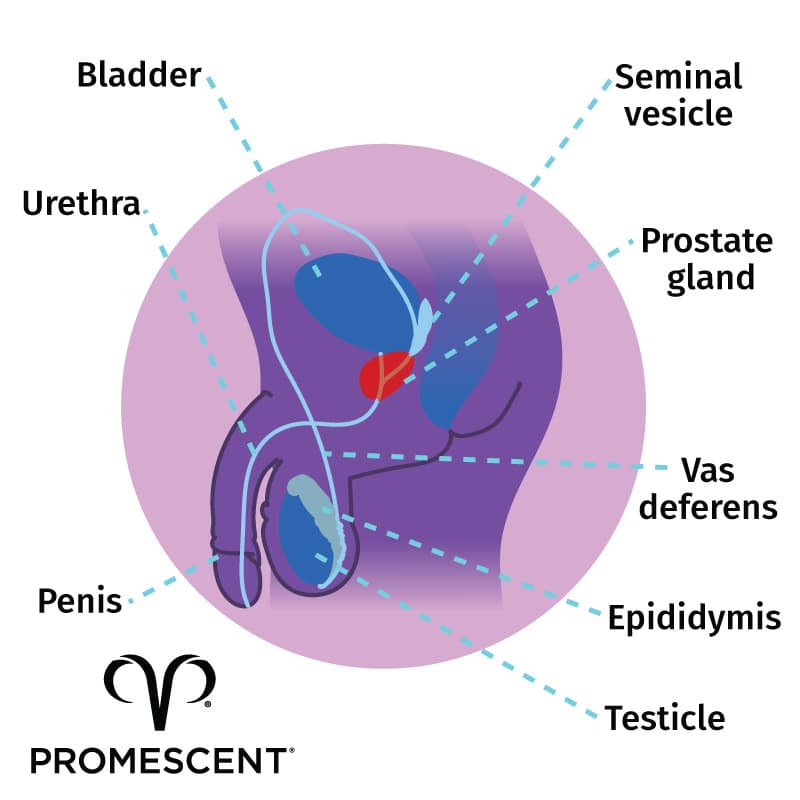 Prostate Milking Story freaky foreplay