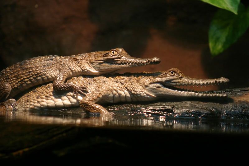 alligator porn