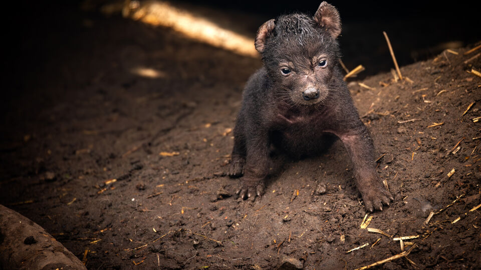 ashley waites add photo porn cub