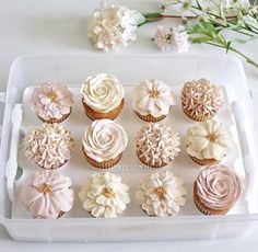 allan ochoco recommends kayla cupcakes pic