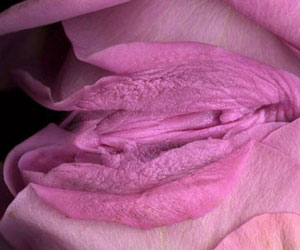 Most Beautiful Vaginas venus pictures