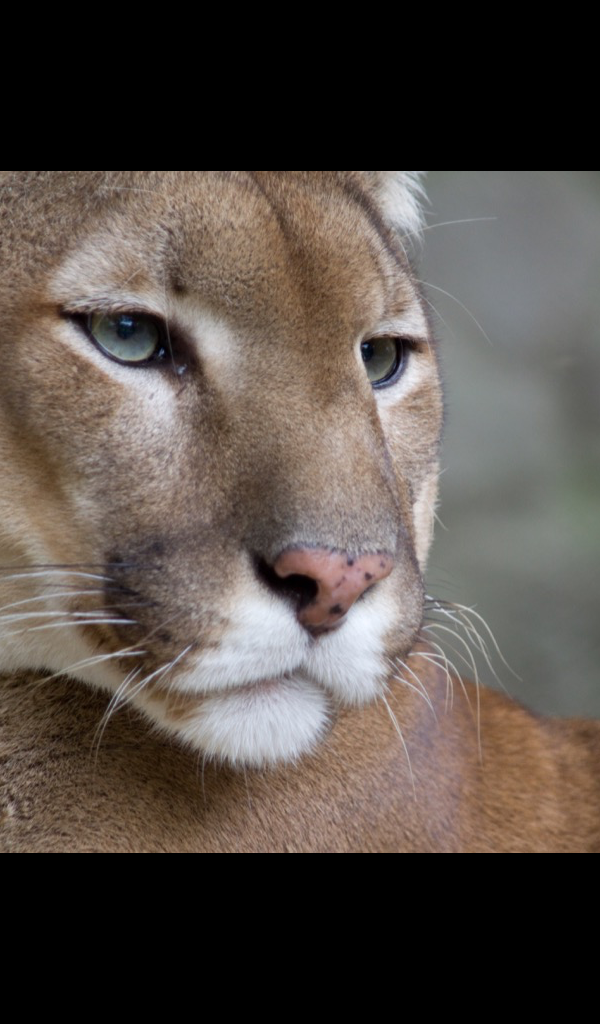 cougar hd