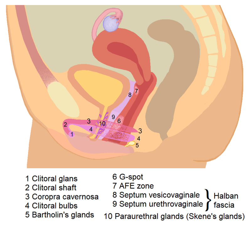 chris ozanne recommends largest clit pic