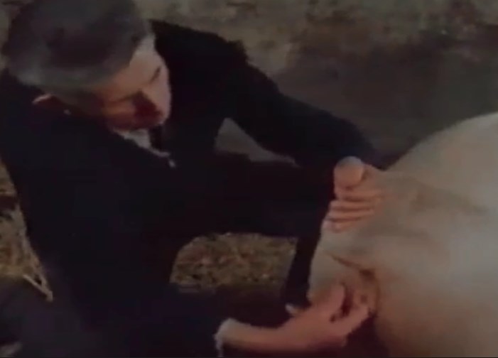 ahmad latef add guy fucks pig photo