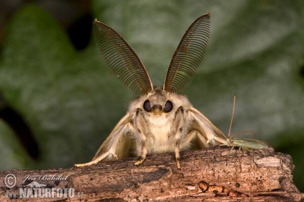 dan clemensen share cuca peluda photos