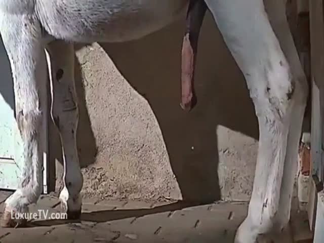 ann nice add photo donkey cumshot