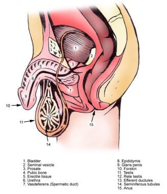 finger in urethra