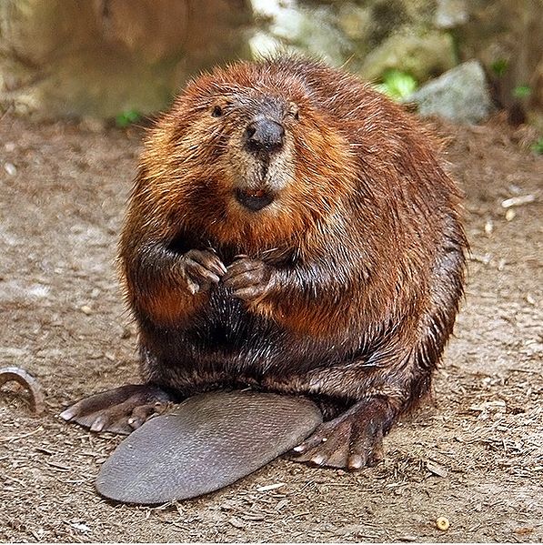 conny meyer share trimmed beaver photos