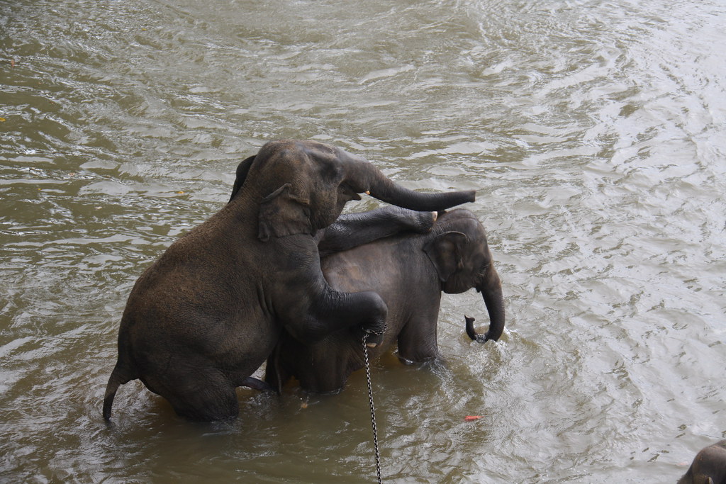 Best of Elephant porn