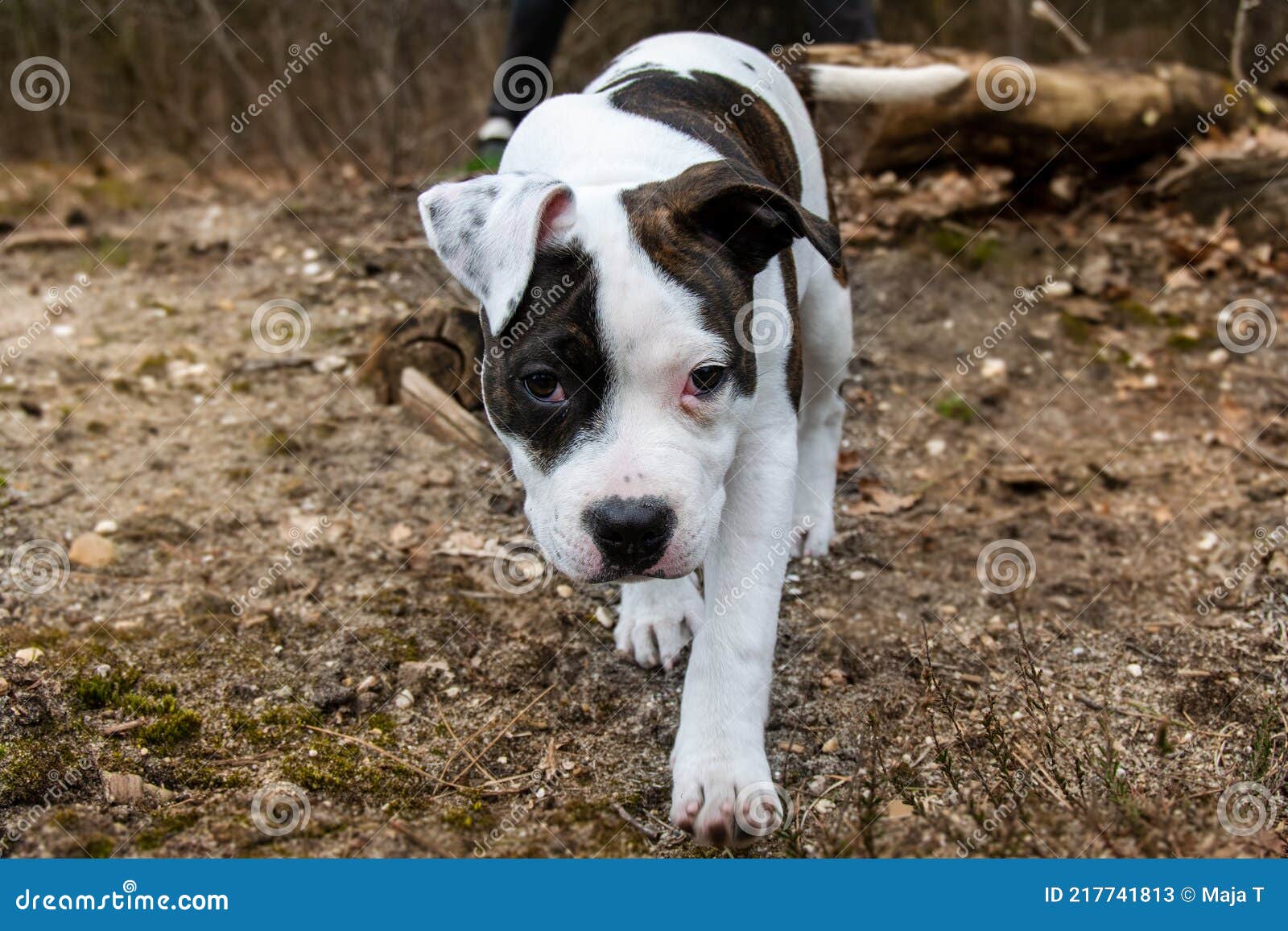 Best of Staffy moreno