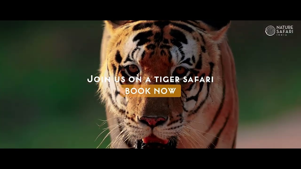 cesar macias recommends Safari Tiger Full Videos