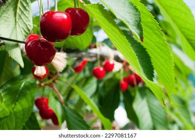 allison ingham share cherry english photos