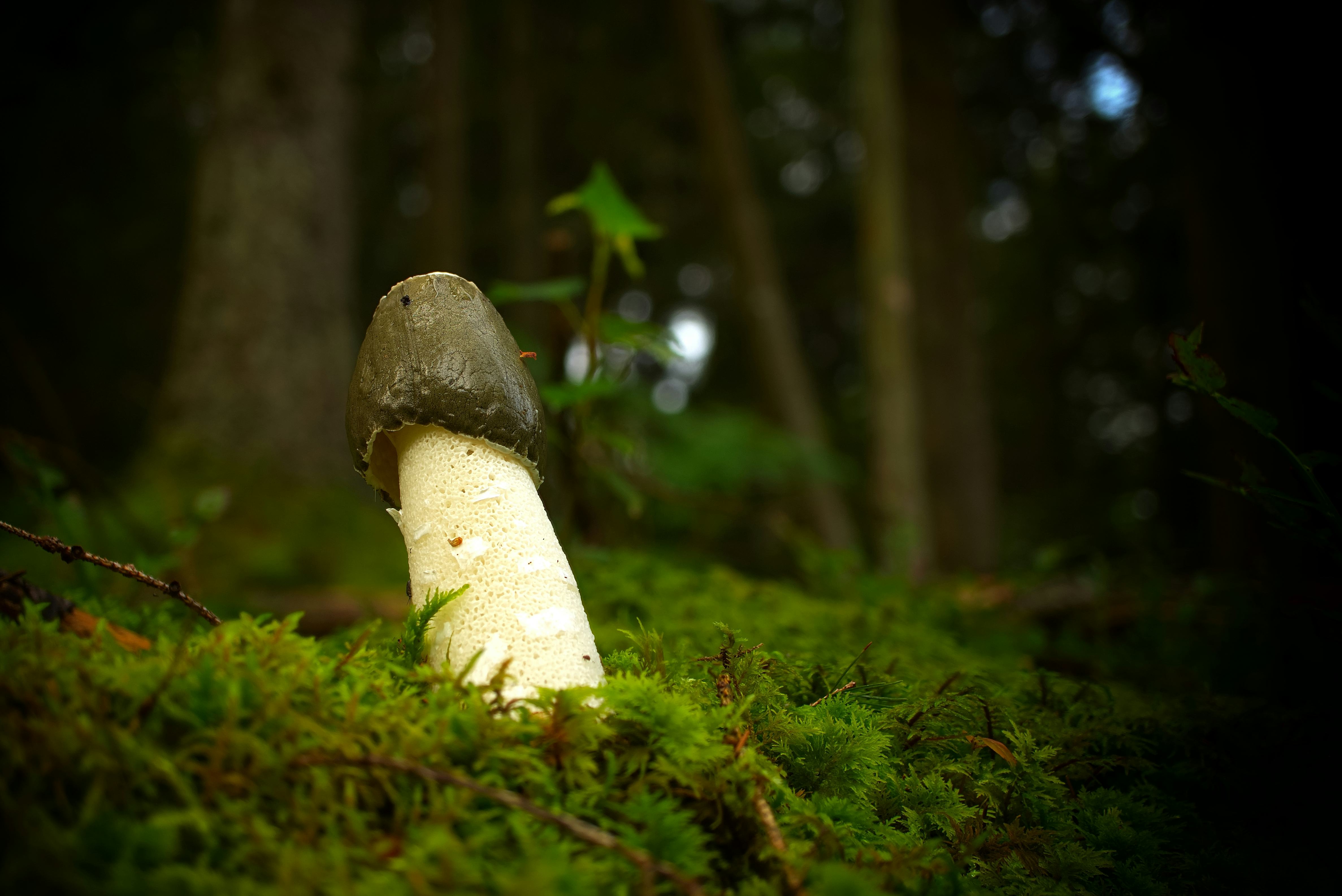 bill a bailey share mushroom head cocks photos