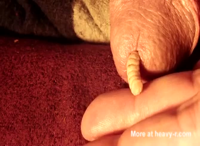 Maggot In Cock couch squirt