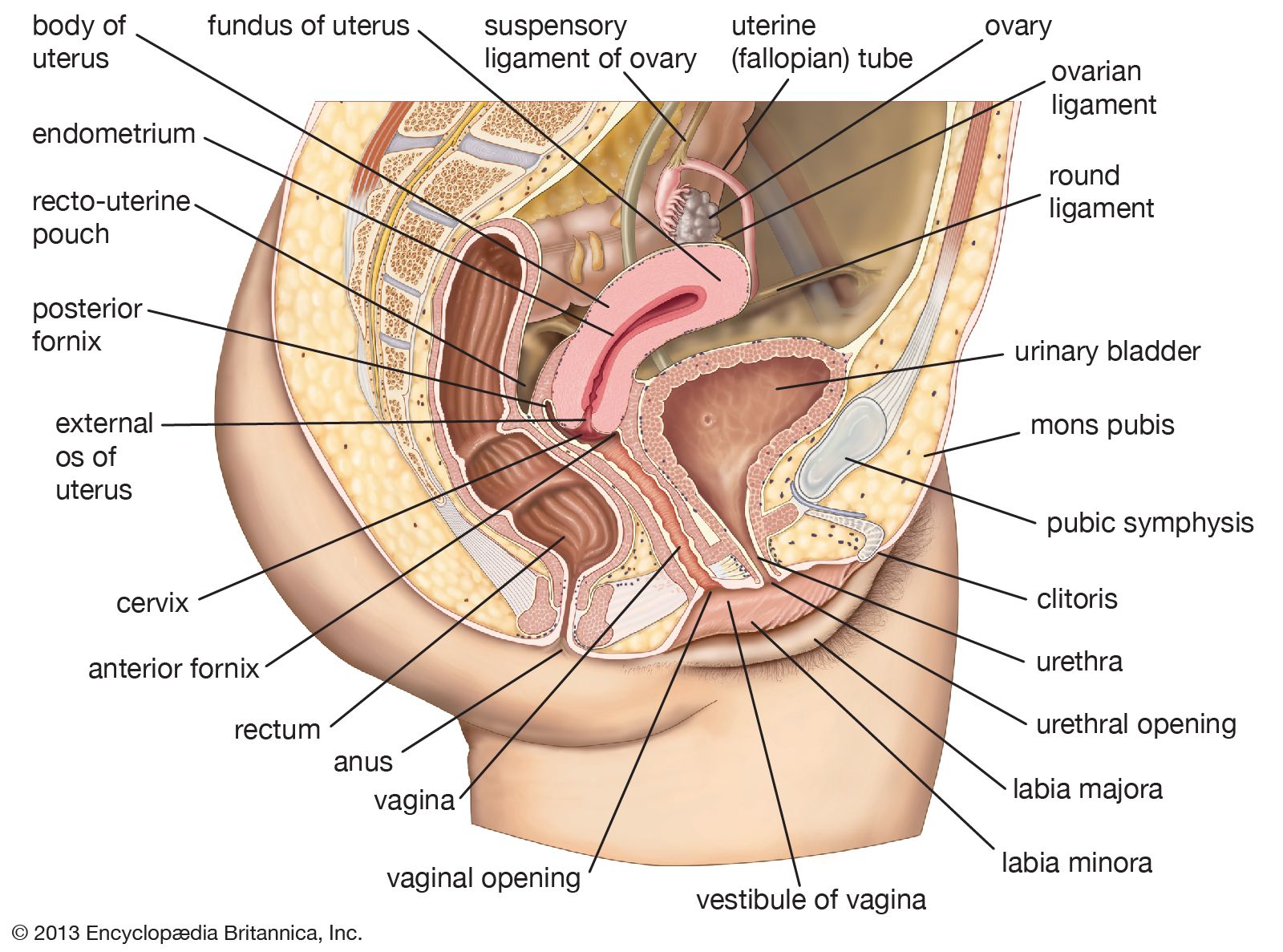 largest clit