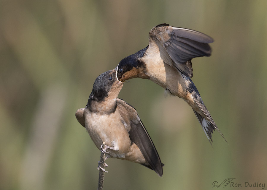 cathy billings recommends Mother In Law Swallows