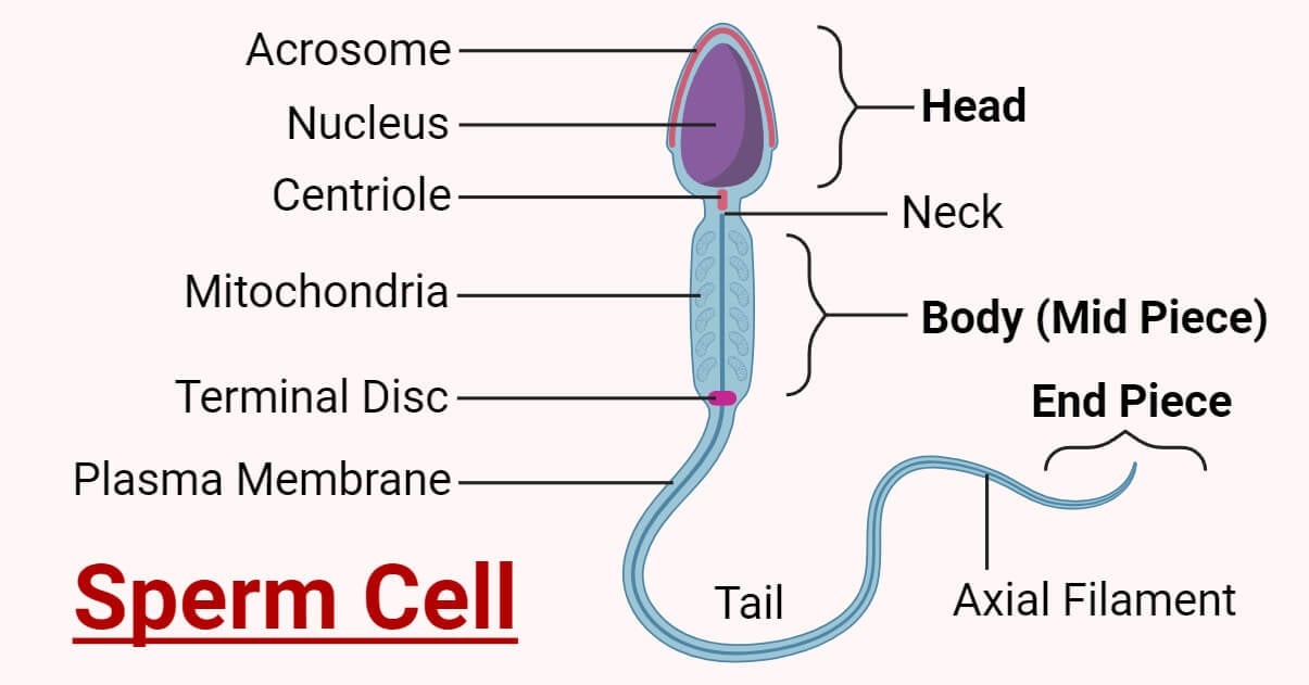 biljana mitrevska recommends Mature Sperm Face