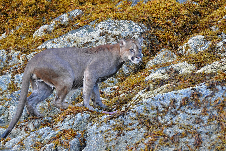 bev childs recommends asian cougar pic