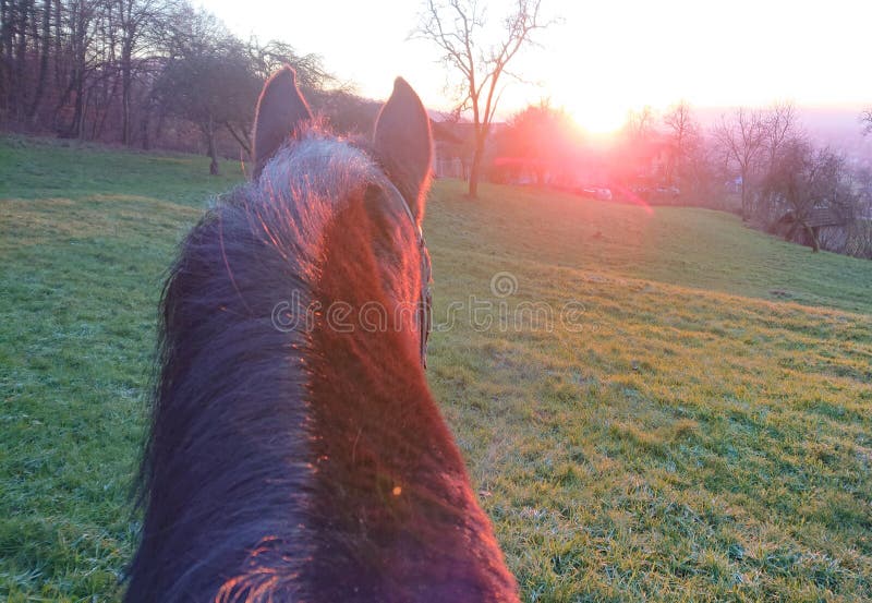 danna holt recommends pov riding pic