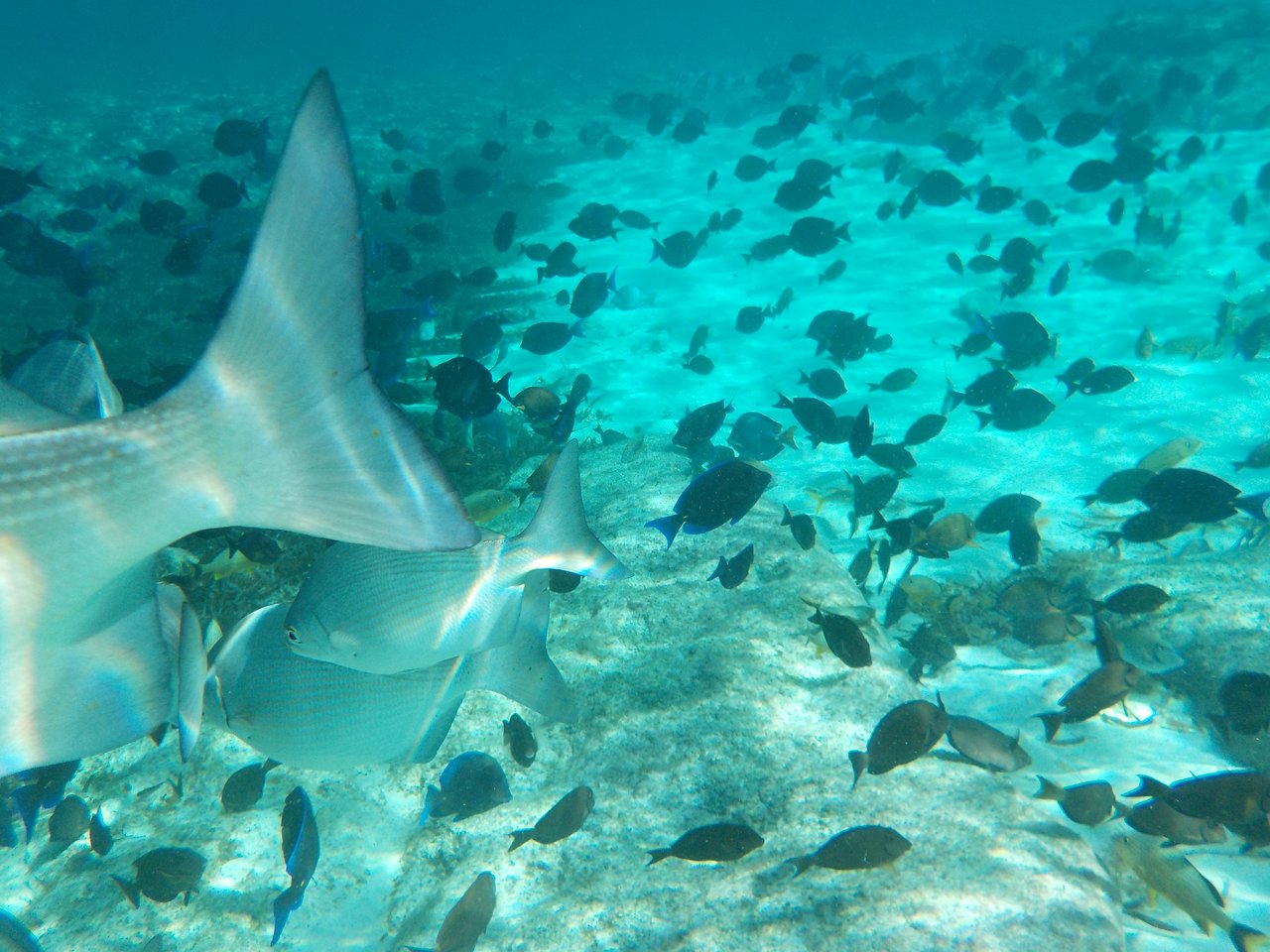 arturo elias recommends Nude Snorkelers