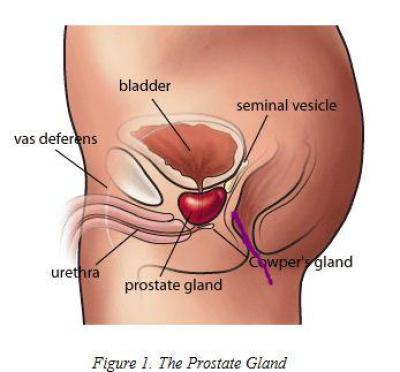 deborah sands recommends prostate stimulation stories pic