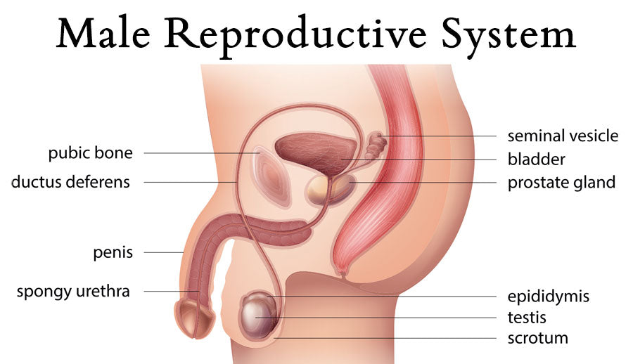 bukan dewa recommends prostate stimulation stories pic