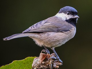 Best of Small tit black