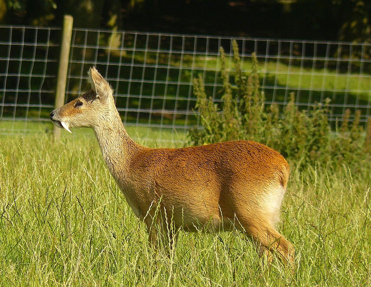 dewayne mosley recommends Korean Bj Deer