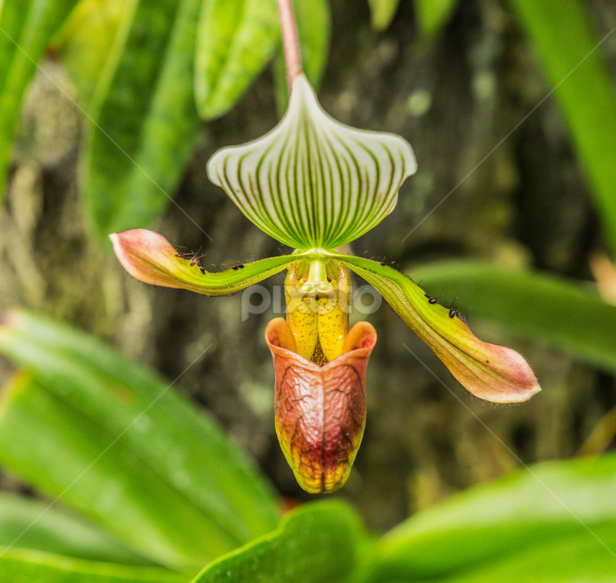 chris langeland add flower porn photo