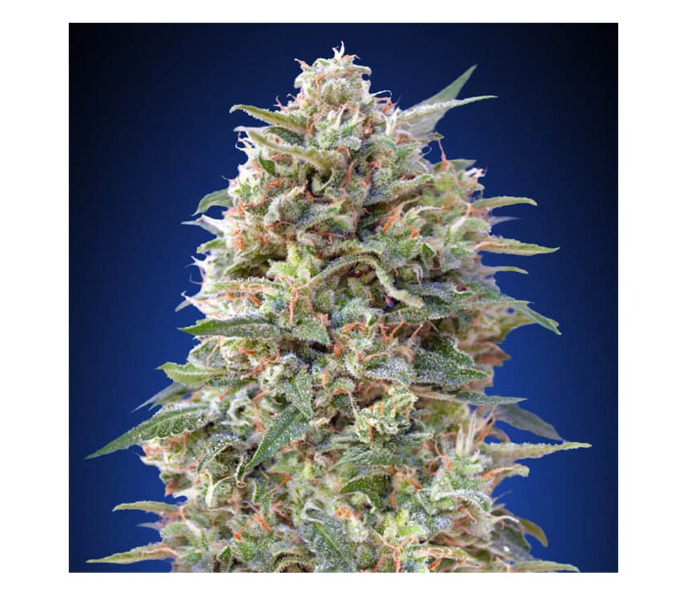 andrea rhoton recommends guia kush pic