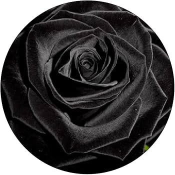 Best of Ts blk rose