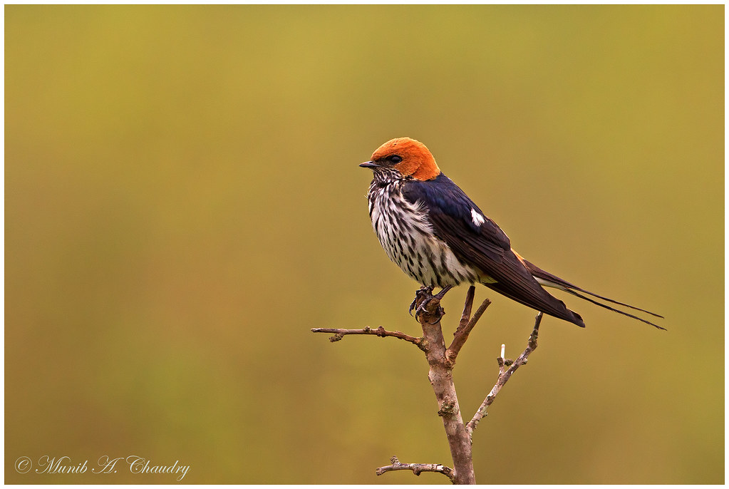 alwyn dantis recommends Red Head Swallows