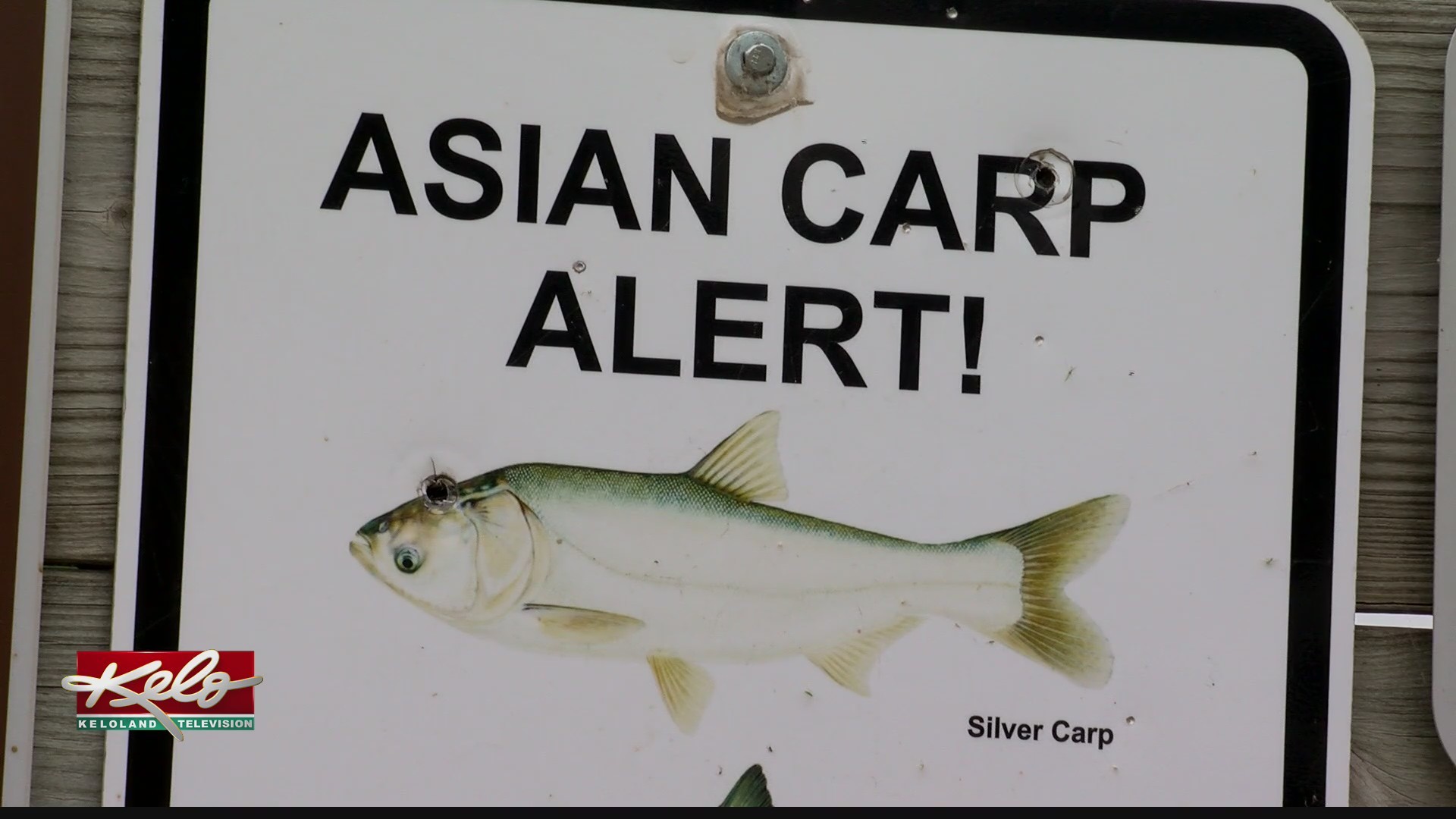 david bonser recommends Carp Blowjob