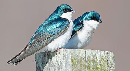 amateur swallows