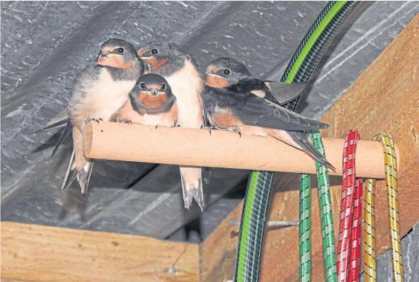 andreas josefsson add amateur swallows photo