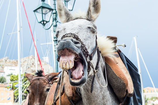 Best of Asses in face