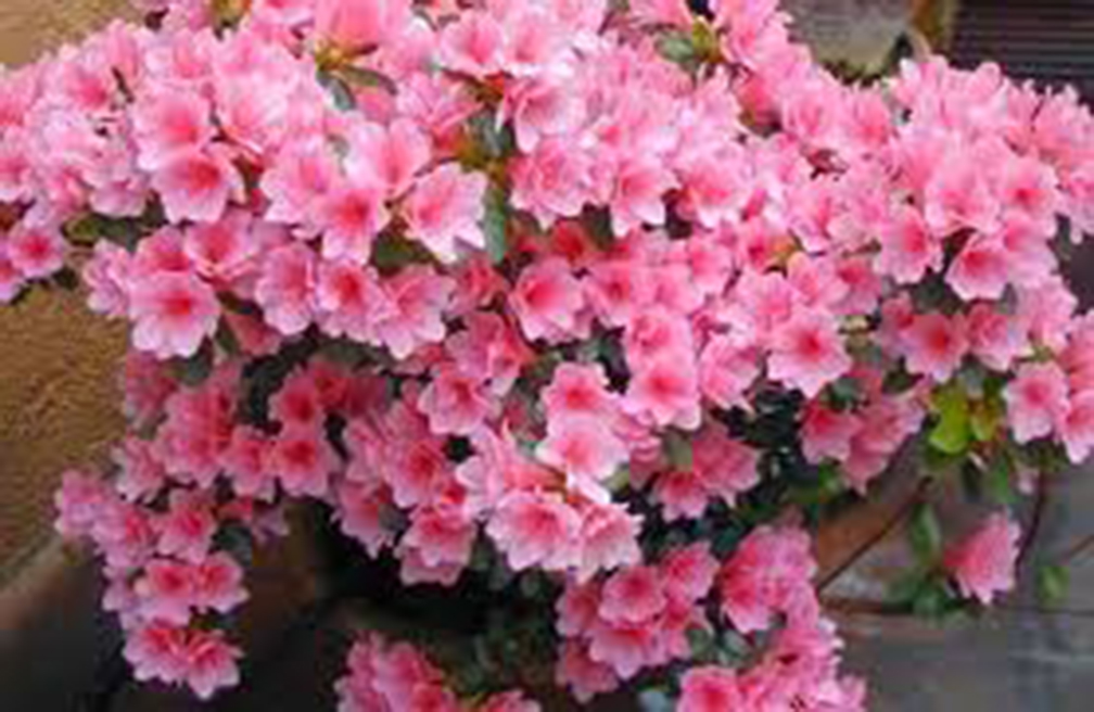 asteria williams recommends azalea antistia pic