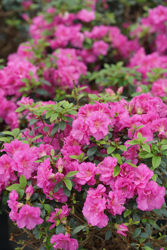 amber gebhardt recommends azalea antistia pic