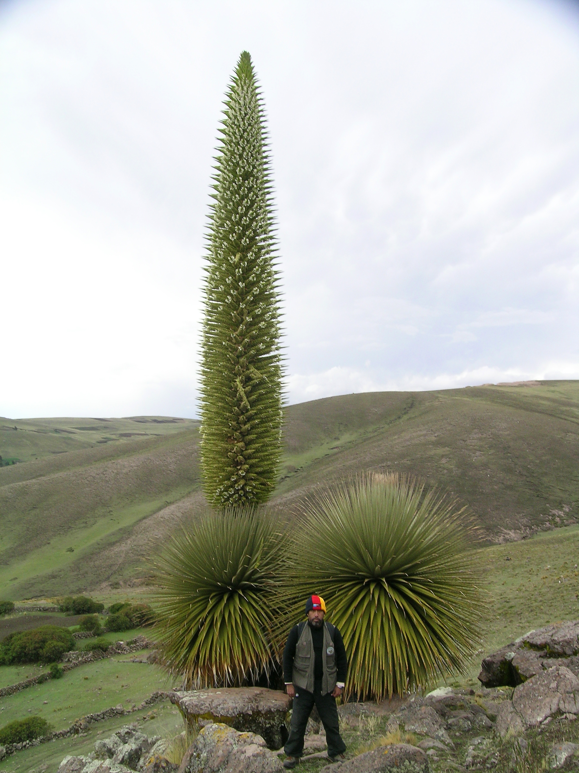 angel can recommends Puta Peru