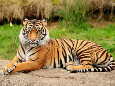 Best of Safari tiger full videos