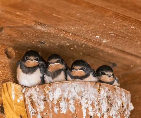 andrew mcfadden add homemade mature swallow photo