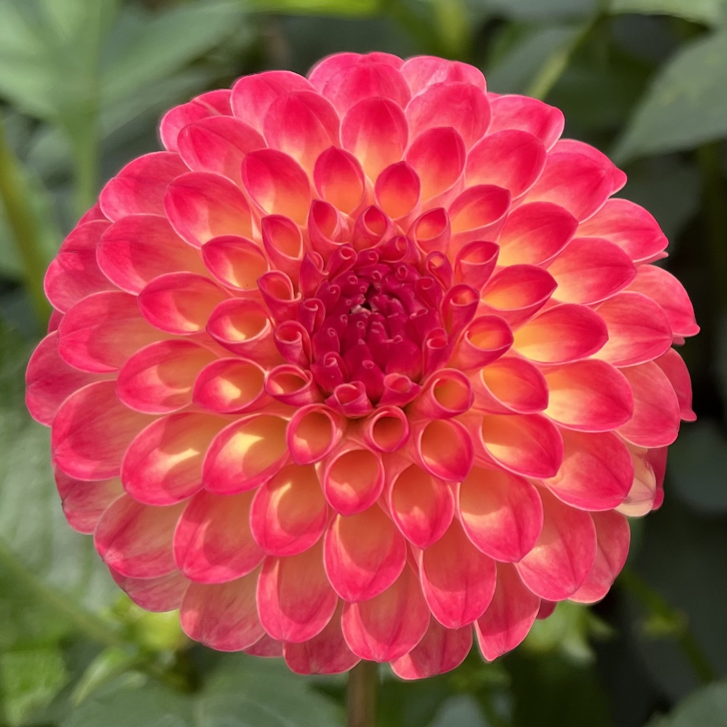 ashish ganatra recommends dahlia red pov pic