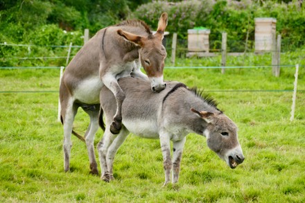 david borman share donkey cumming photos