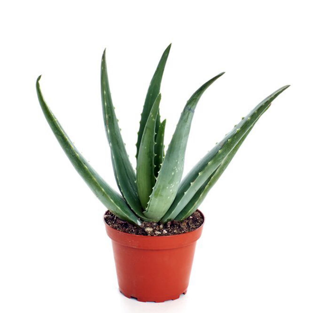 betsy holley recommends aloe verga pic