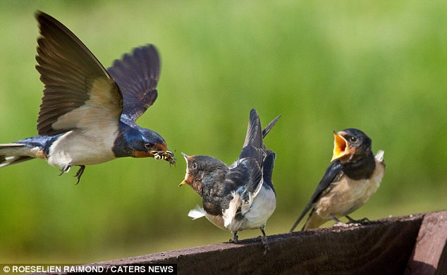 david mitchell recommends Mother Swallows