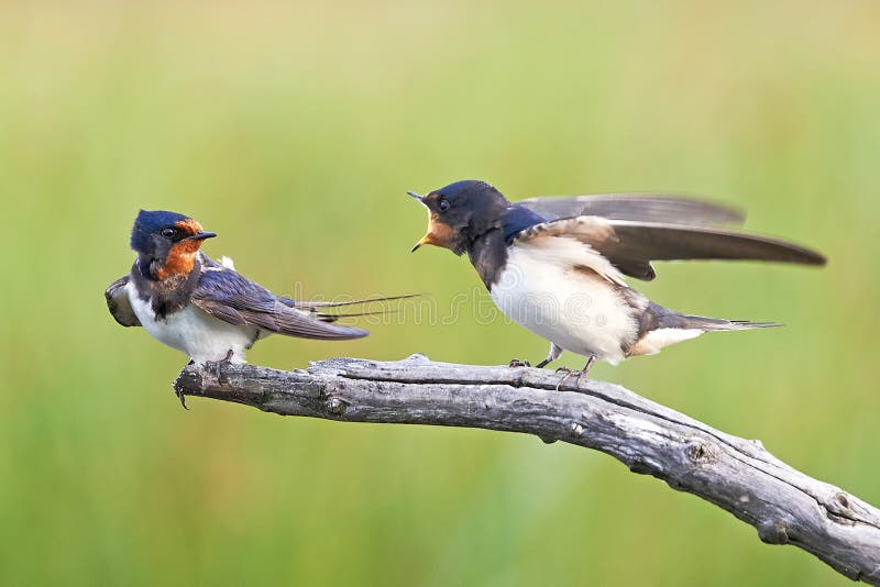 mom swallows